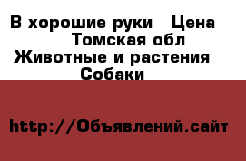 В хорошие руки › Цена ­ 1 - Томская обл. Животные и растения » Собаки   